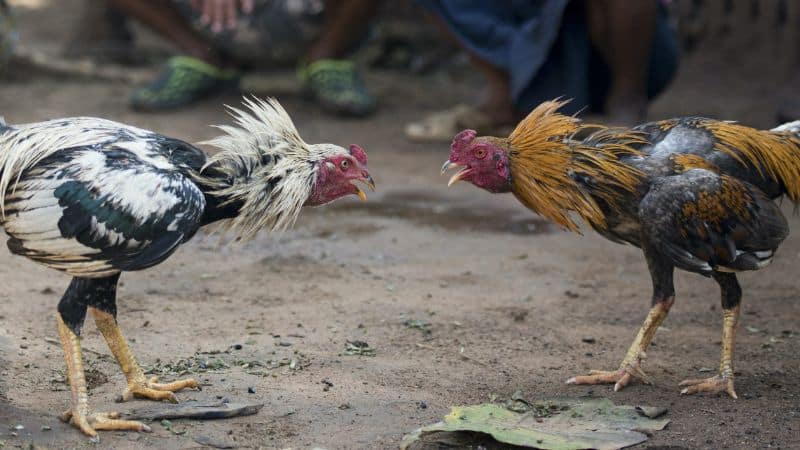 Đá gà nòi trực tiếp là hoạt động giải trí và cá cược hấp dẫn