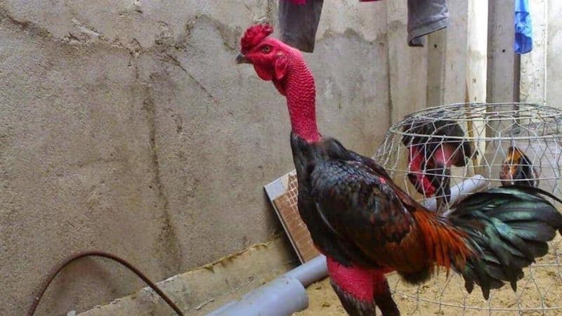 Chú ý hiểu rõ mọi nguyên tắc, luật lệ của các trận đá gà nòi trực tiếp