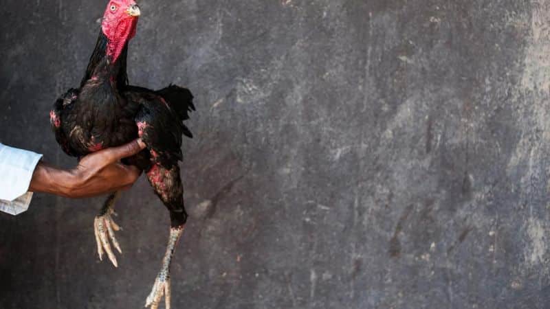 Thành tích chiến kê là yếu tố đánh giá khả năng thắng thua của gà trong trận đấu