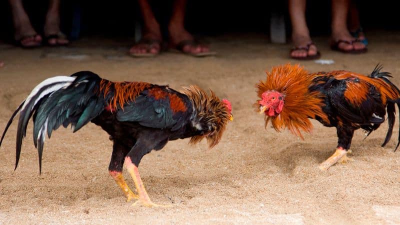 Cược thủ có thể thoải mái đặt cược và kiếm tiền từ các trận đá gà nòi trực tiếp